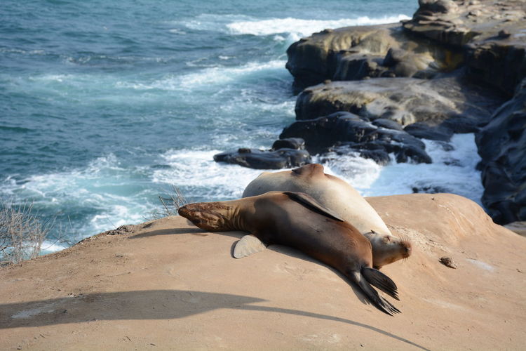 High angle view of sea lions on sand at beach