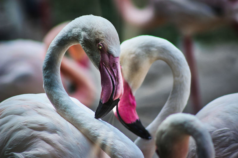 Close-up of flamingos