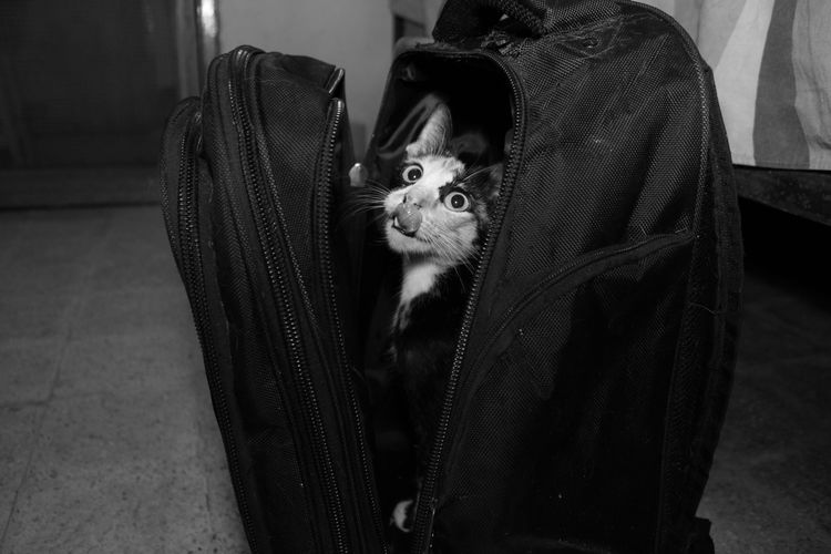 Portrait of cat sitting in bag at home