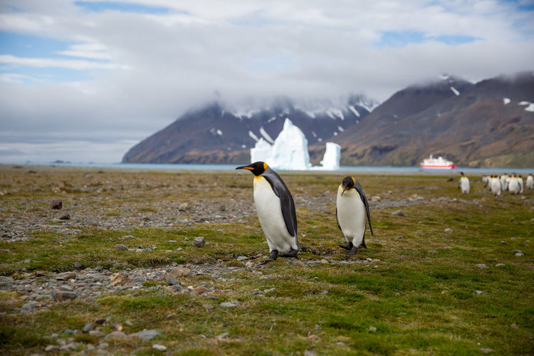Penguins on field against mountains
