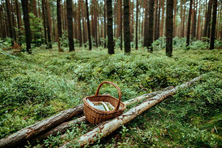 High angle view of basket on field in forest