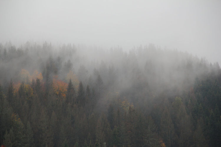 A hazy foggy morning in the thuringian forest. 