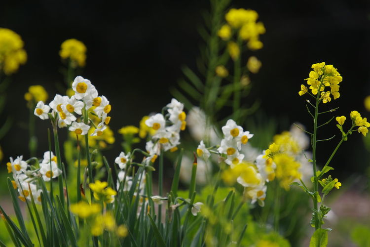 Close-up of yellow flowering plants on field