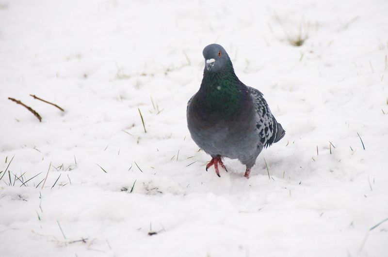 Pigeon perching on snow covered land