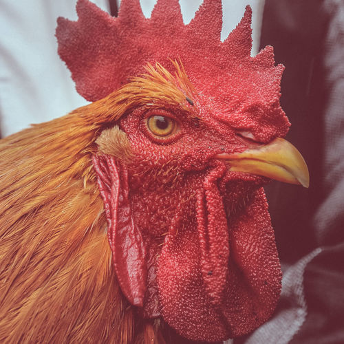 Close-up of a rooster head