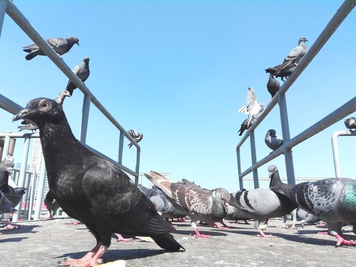 Low angle view of bird perching on sculpture against clear sky