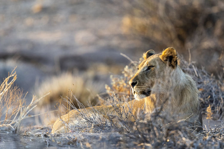 A young male desert lions is lying in the sand at sunset
