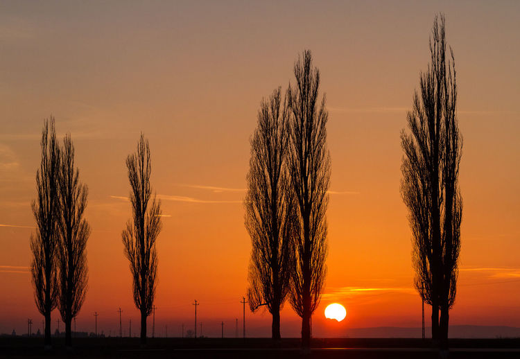 Silhouette trees against orange sky during sunset
