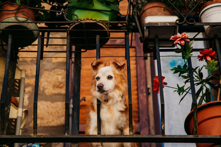 Portrait of a dog looking away from the balcony in italy