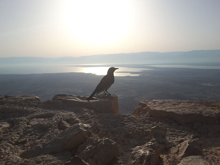 Bird perching on masada by sea against sky during sunrise