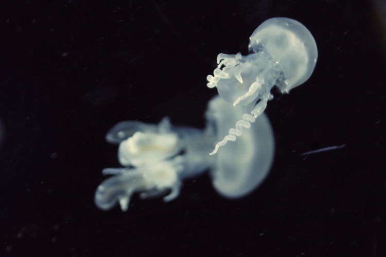 Close-up of jellyfish swimming in sea