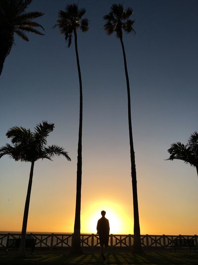 Silhouette man standing on palm tree at beach against sky