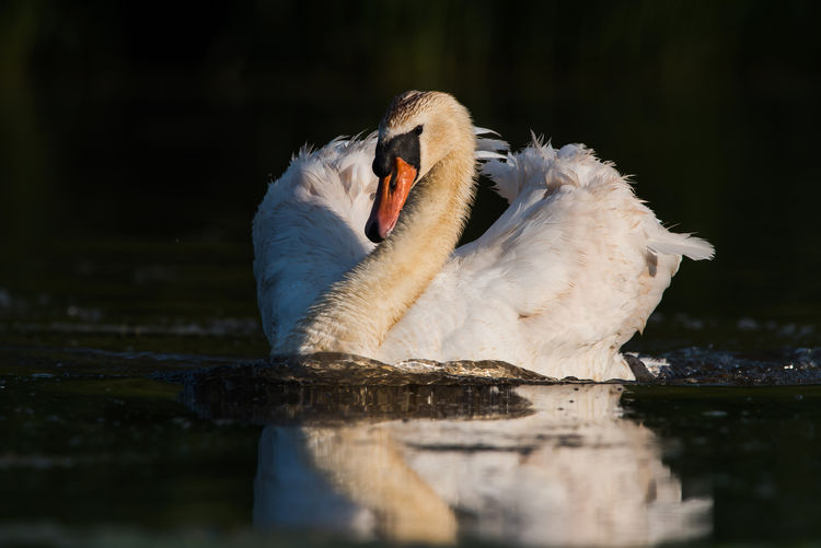 Mute swan cygnus olor swimming on the water