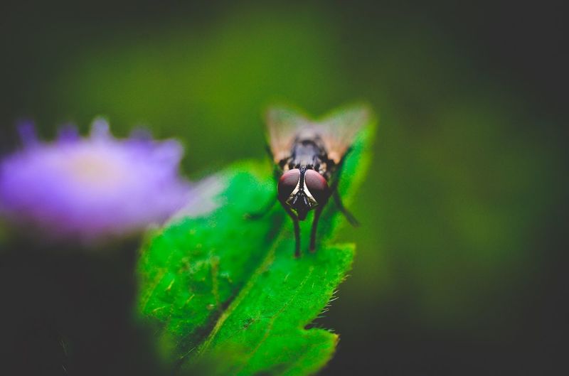 Macro shot of housefly on leaf