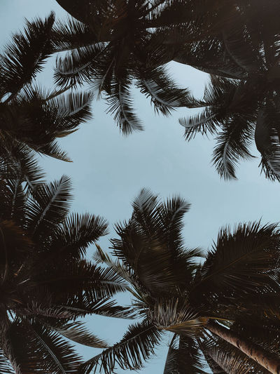Low angle view of palm trees against sky