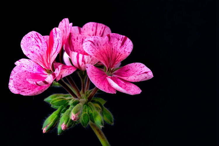 Close-up of pink geranium flowers against black background