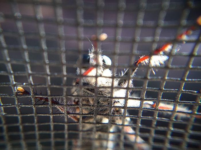 Close-up of insect in cage