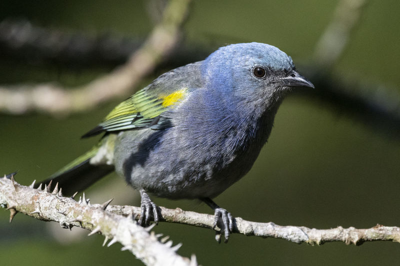Beautiful colorful rainforest bird on tree branch
