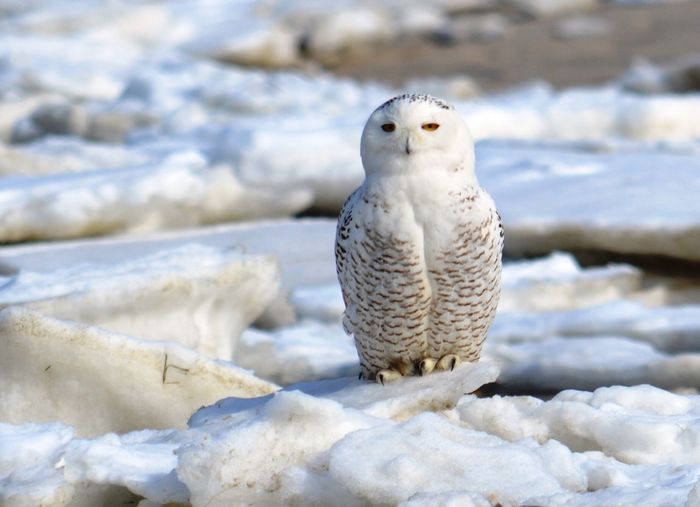 Portrait of snowy owl perching on ice