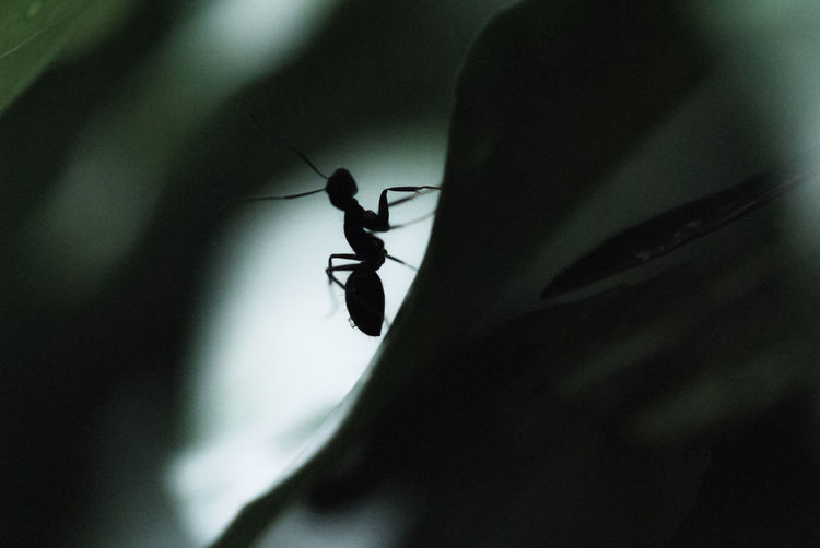 Silhouette ant in darkroom
