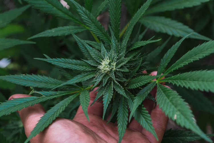 Close-up of hand holding marihuana