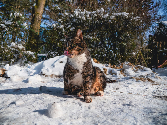 Calico colored cat sitting on snow with tongue sticking out