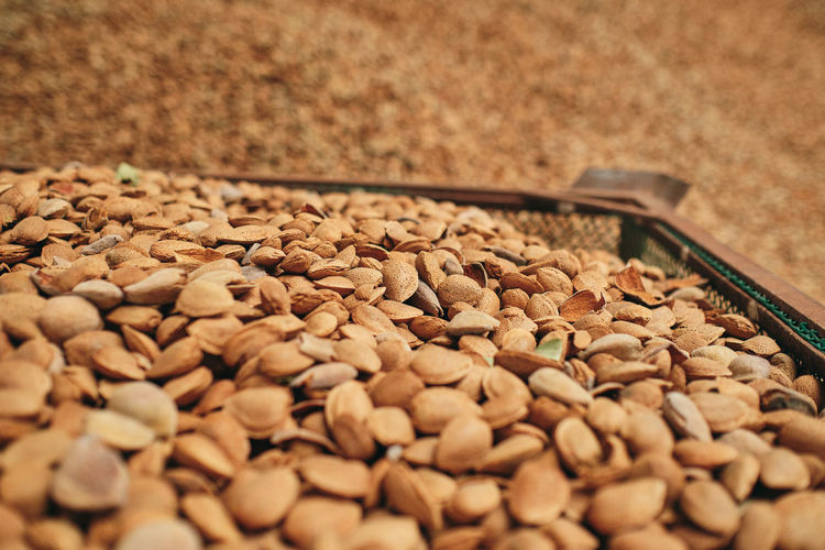 Closeup of heap of fresh grain seeds stored in container in warehouse at factory