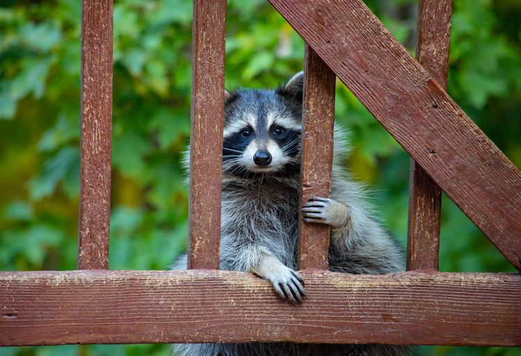 Raccoon peering through a gate