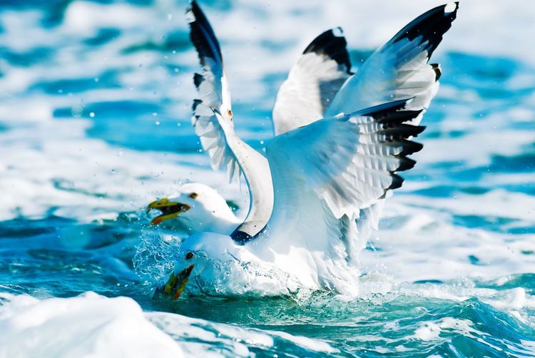 Seagulls fighting for fish