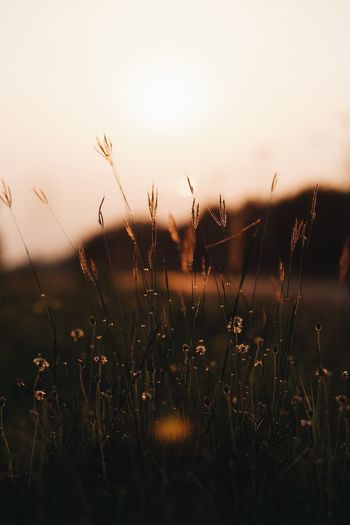 Close-up of silhouette plants growing on field against sky during sunset