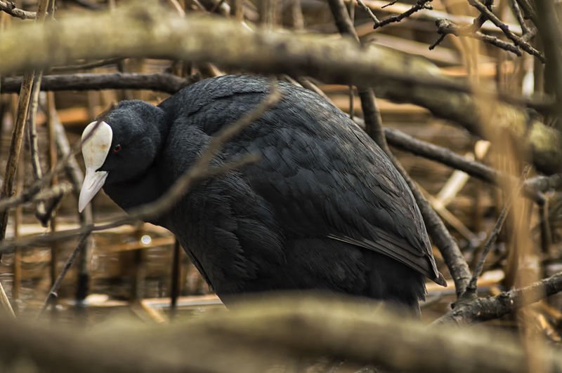 Close-up of coot perching amidst branches