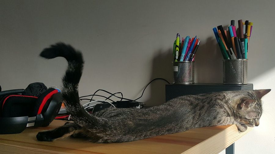 Cat relaxing on table by desk organizers at home