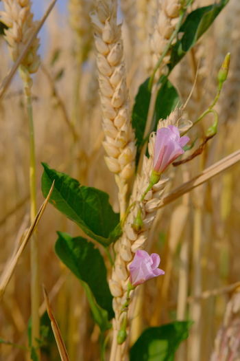 Close-up of pink flowering plant