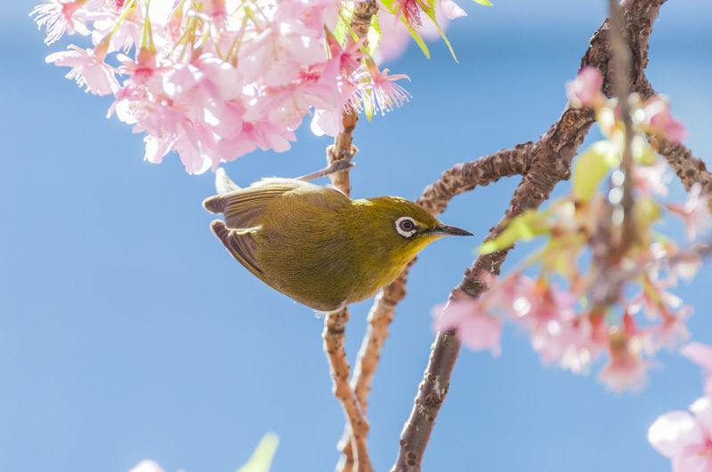 Low angle view of bird perching on cherry blossom tree