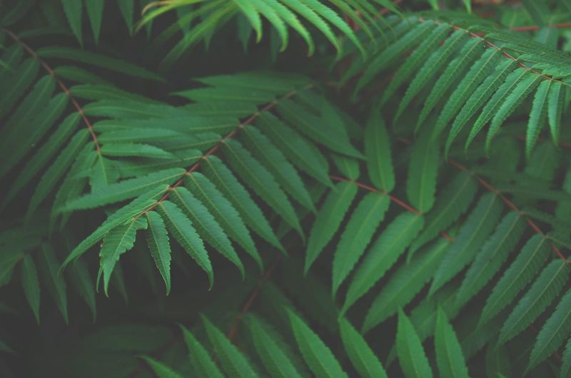 Full frame shot of palm tree leaves