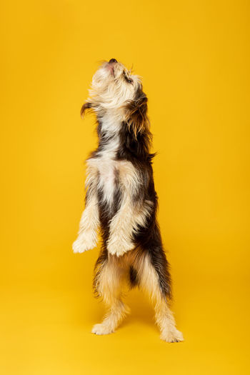 Dogs standing against yellow background