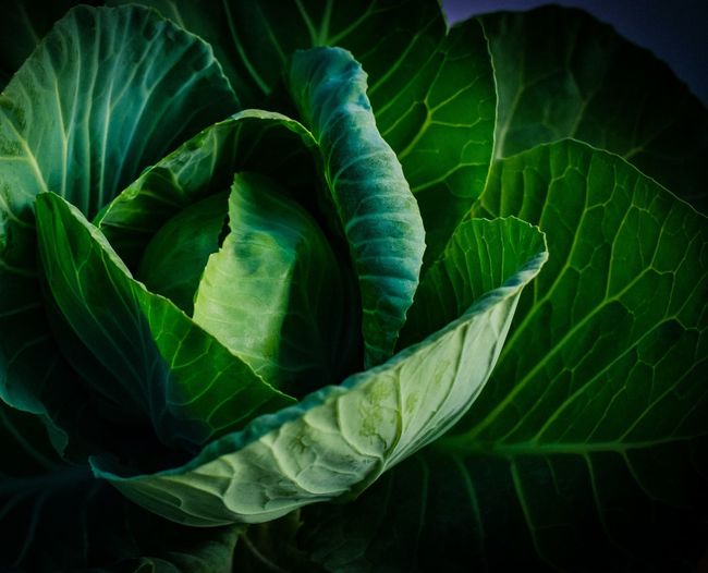 Close-up of fresh green leaves