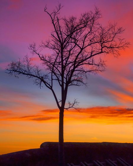Bare tree on landscape against orange sky