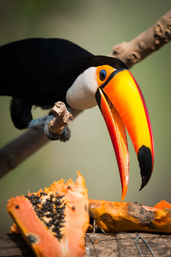 Close-up of toco toucan bird eating papaya
