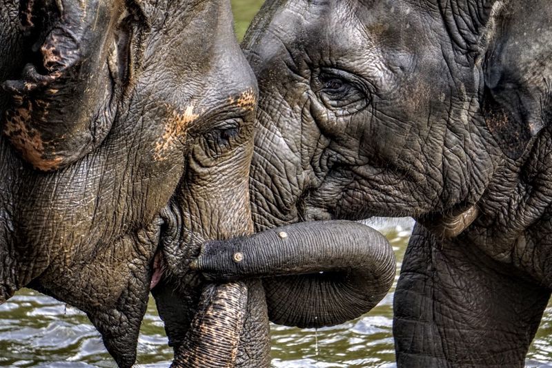 Elephants fighting in pond