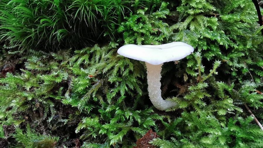 High angle view of mushroom growing on tree