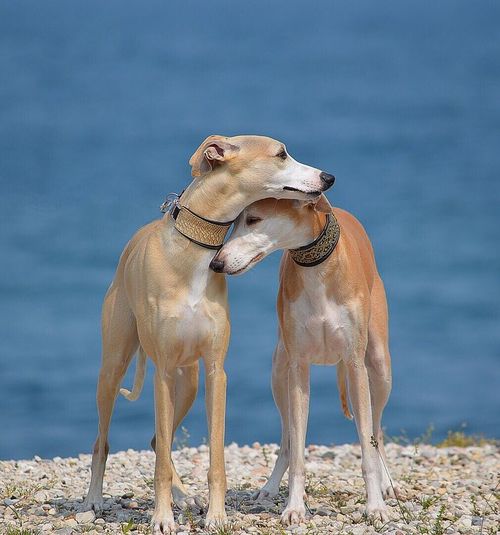 Dogs standing on shore at beach
