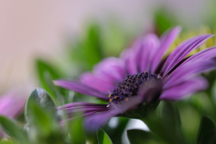 Close-up of purple flower