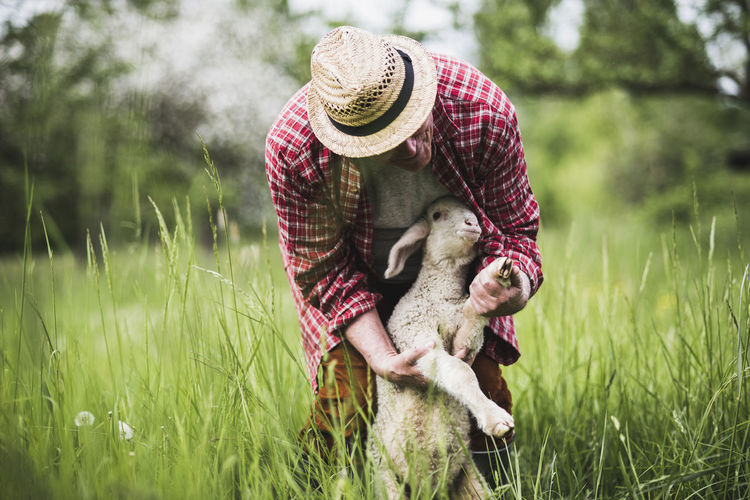 Shepherd examining lamb on pasture