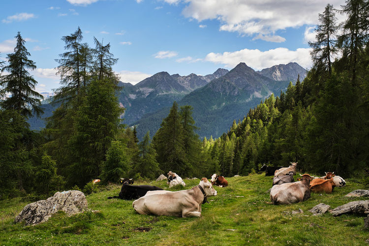 Scenic view of some cows into the mountains