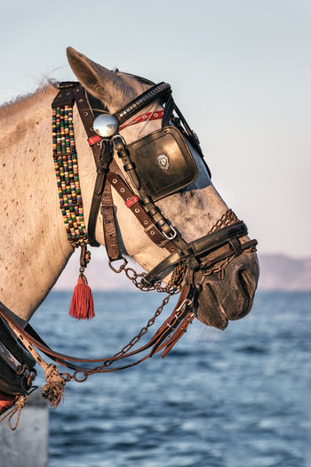 Close-up of a horse against the sea