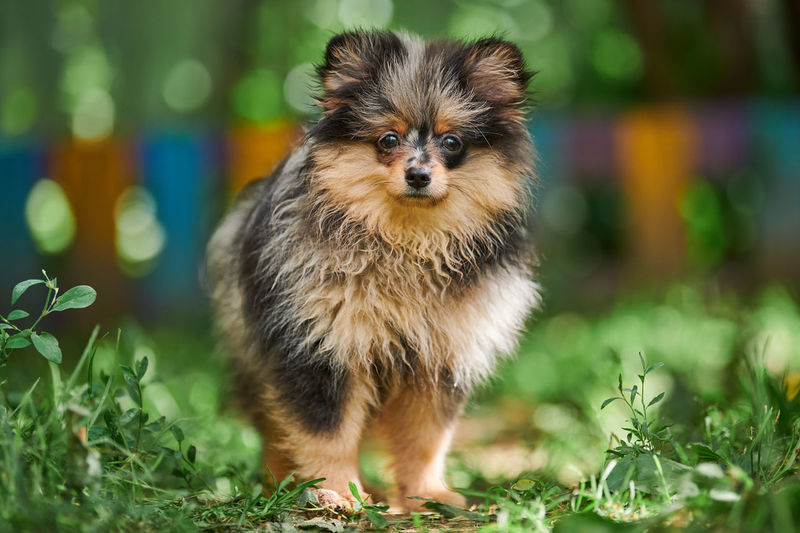 Pomeranian spitz puppy in garden. cute pomeranian dog on walk. puppy spitz pom dog