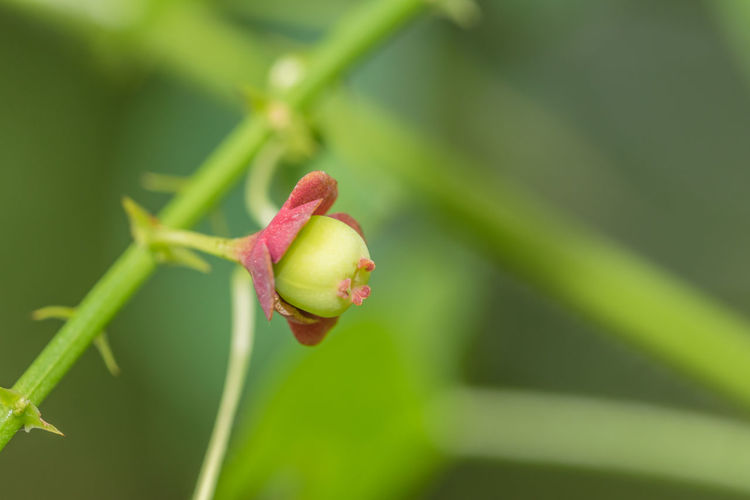 Close-up of bud on plant