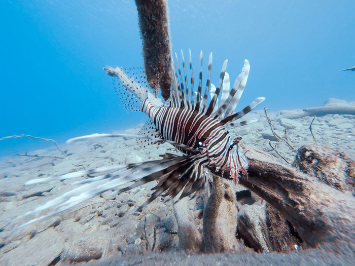 Close-up of lion-fish in sea