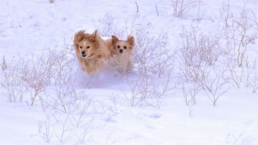 Portrait of dogs in winter